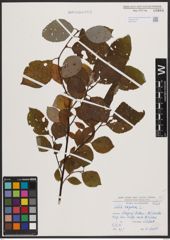 Foto von Salix caprea L.